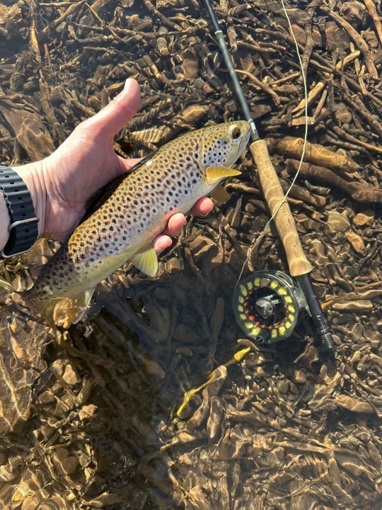 First of the season - AC from Stroud